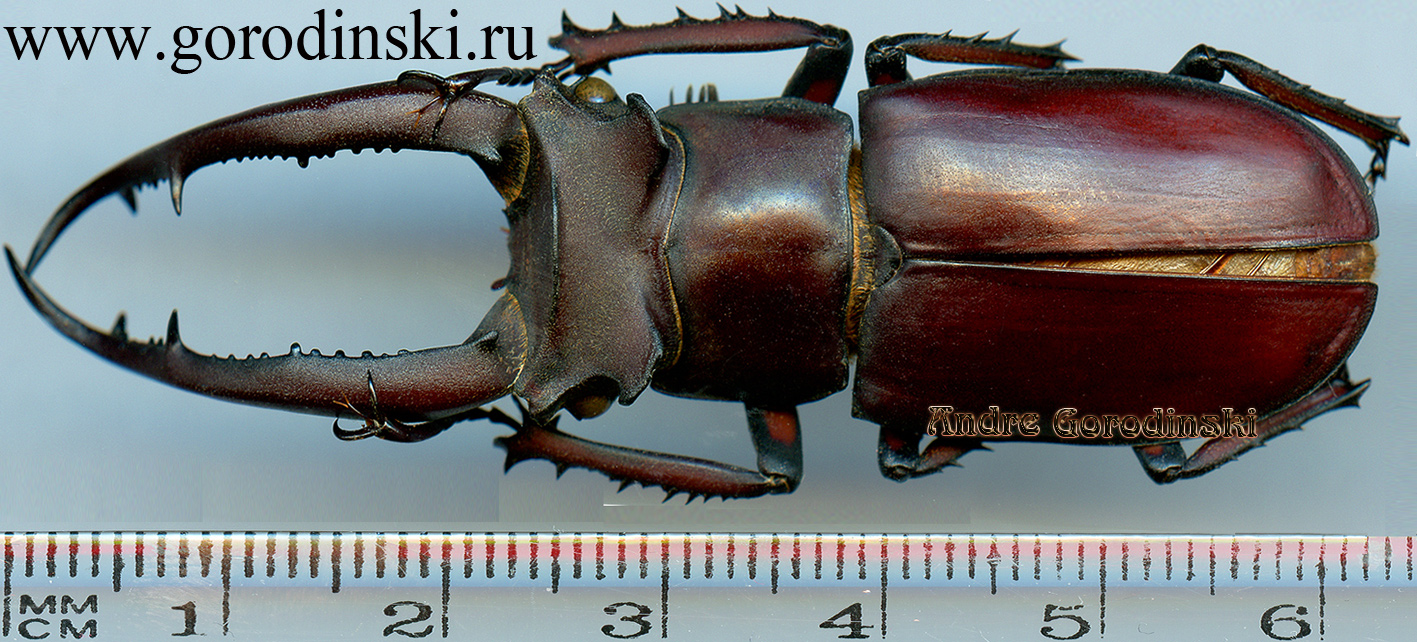 http://www.gorodinski.ru/lucanidae/Lucanus angusticornis.jpg